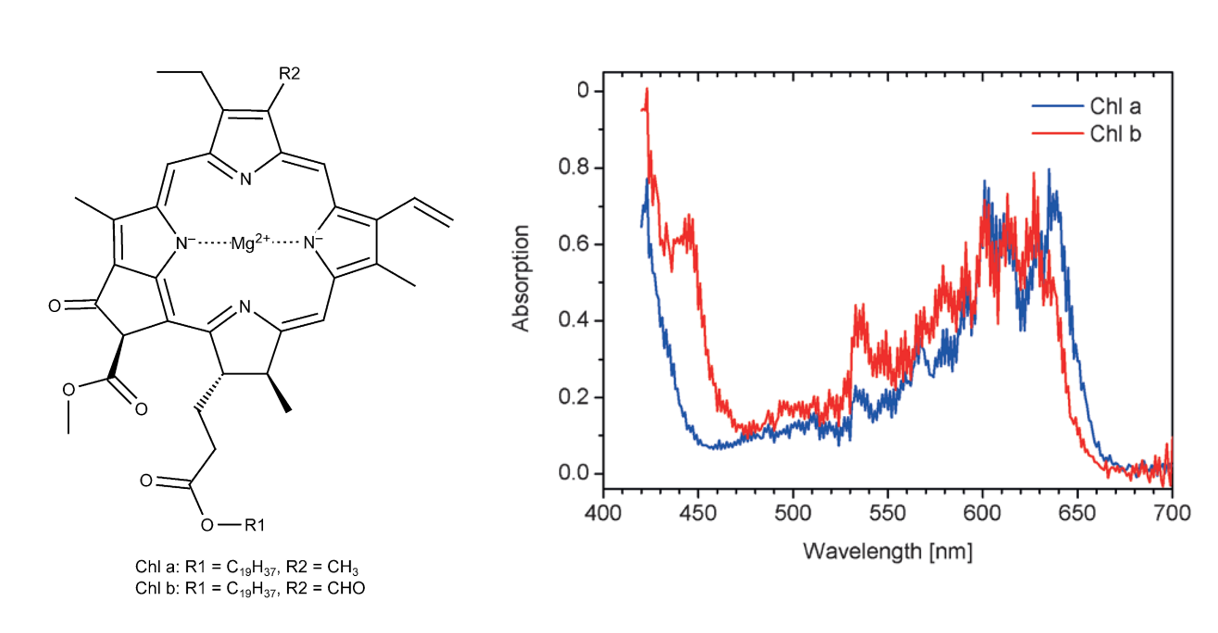 Left: Structure of Chlorophyll (Chl) a and b. Right: Absorption of
Chl a and b taken using a solvent free (gas phase) technique. Adapted
from Milne, B. F., Toker, Y., Rubio, A., Nielsen, S. B. Unraveling
the Intrinsic Color of Chlorophyll. Angew. Chem. Int. Ed. 2015, 54,
2170